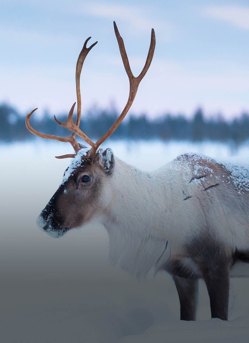 arctic reindeer