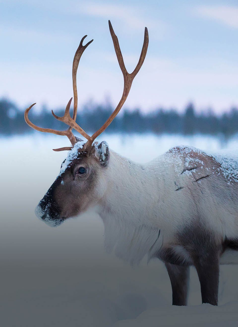 How to Make Reindeer Dust - Stylish Life for Moms