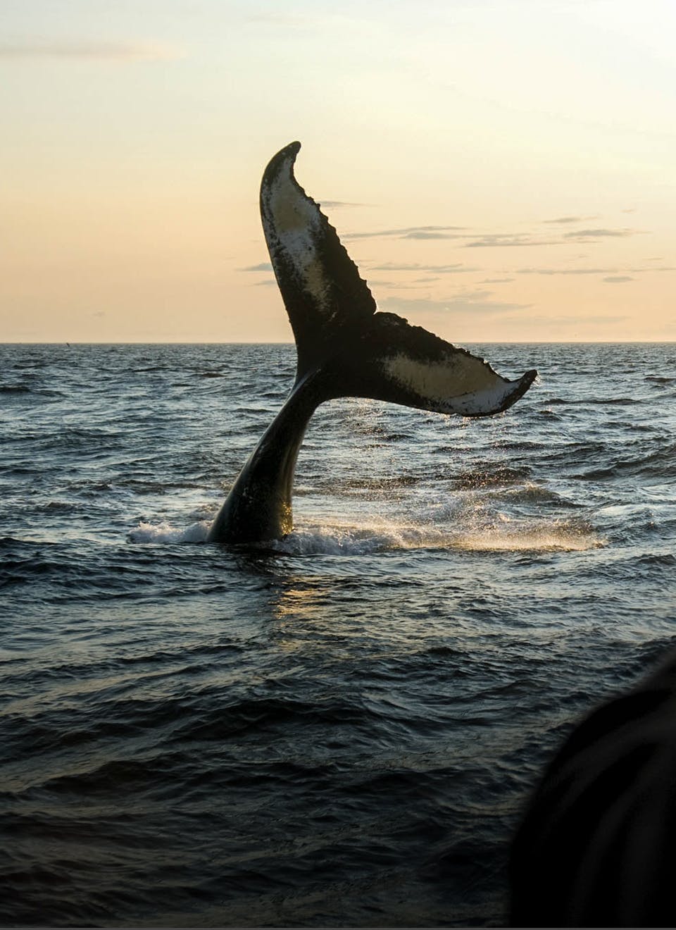 High tides, high adrenaline: the Bay of Fundy