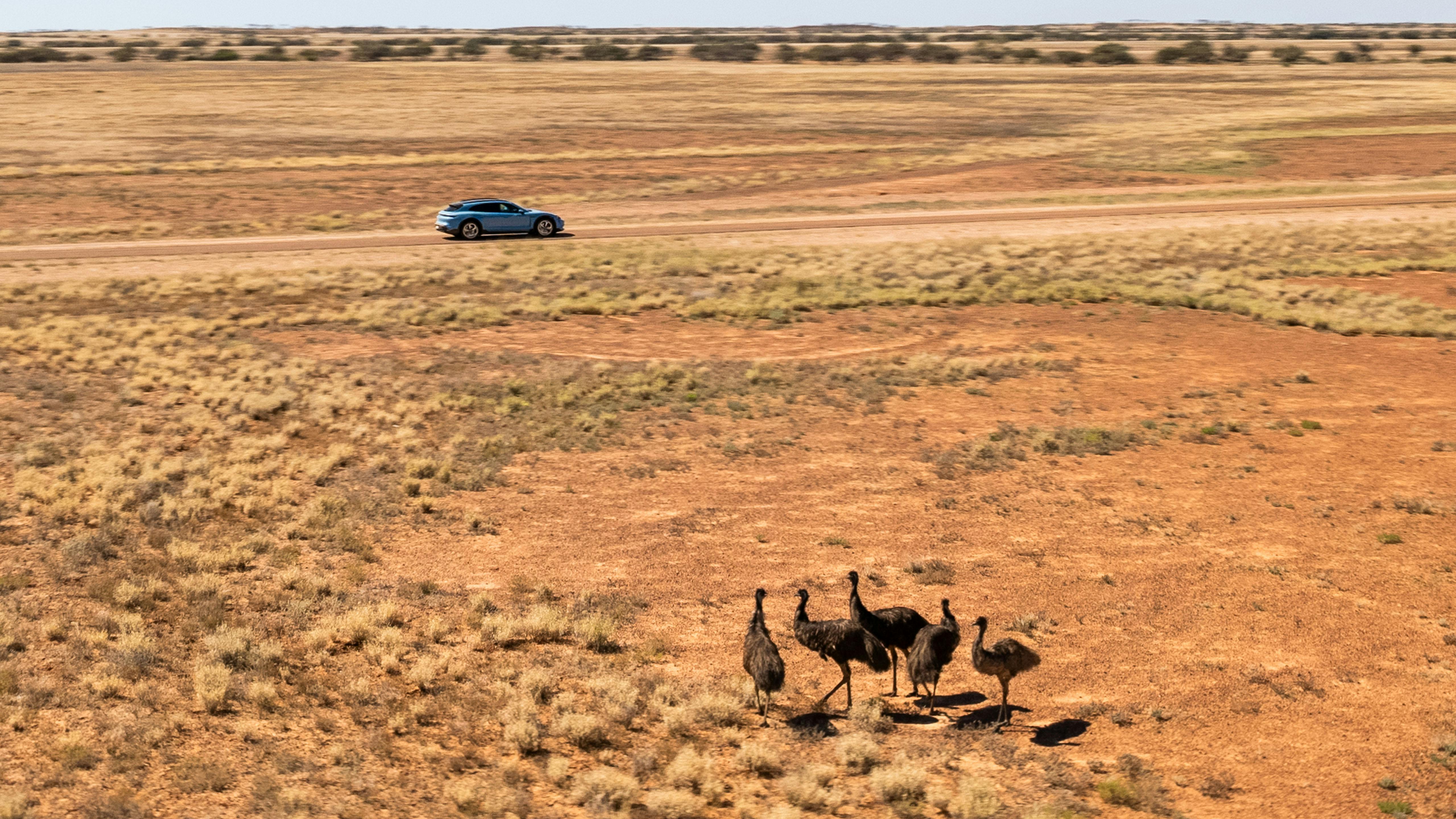 Porsche Taycan in the desert with a group of Emus in the foreground